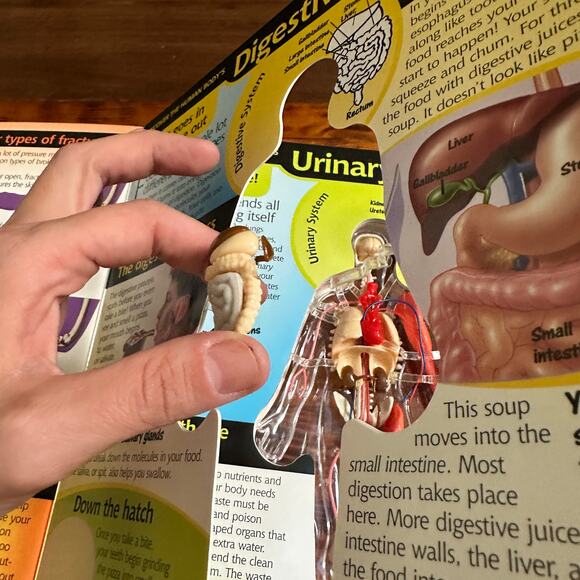 Vintage 2002 Uncover HUMAN BODY 3-D Anatomy Hardcover Book - Picture 5 of 12